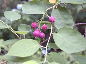 Downy serviceberry berries and foliage